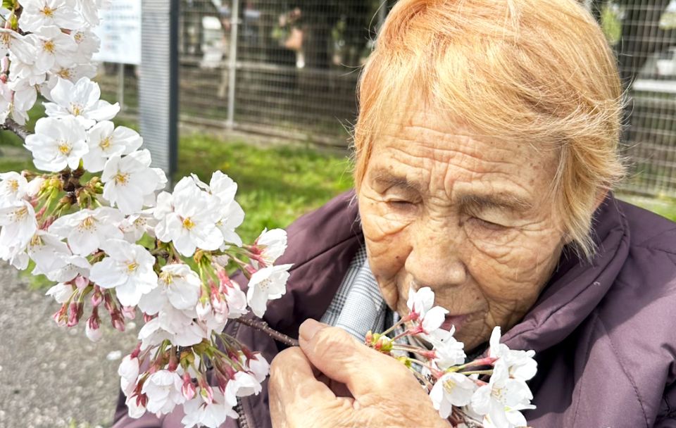 花見1